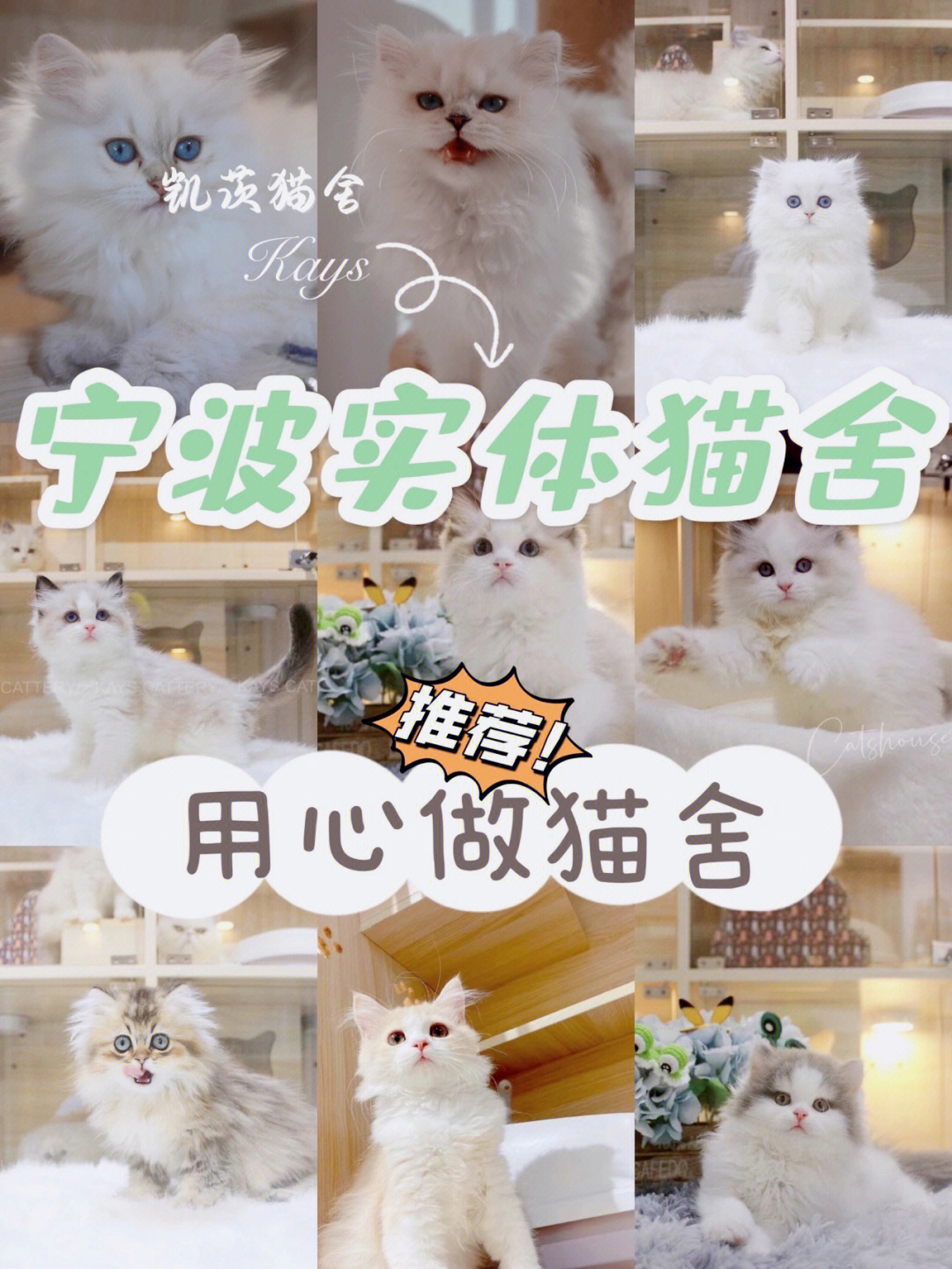 宁波猫舍用心做猫舍买猫猫咪靠谱推荐