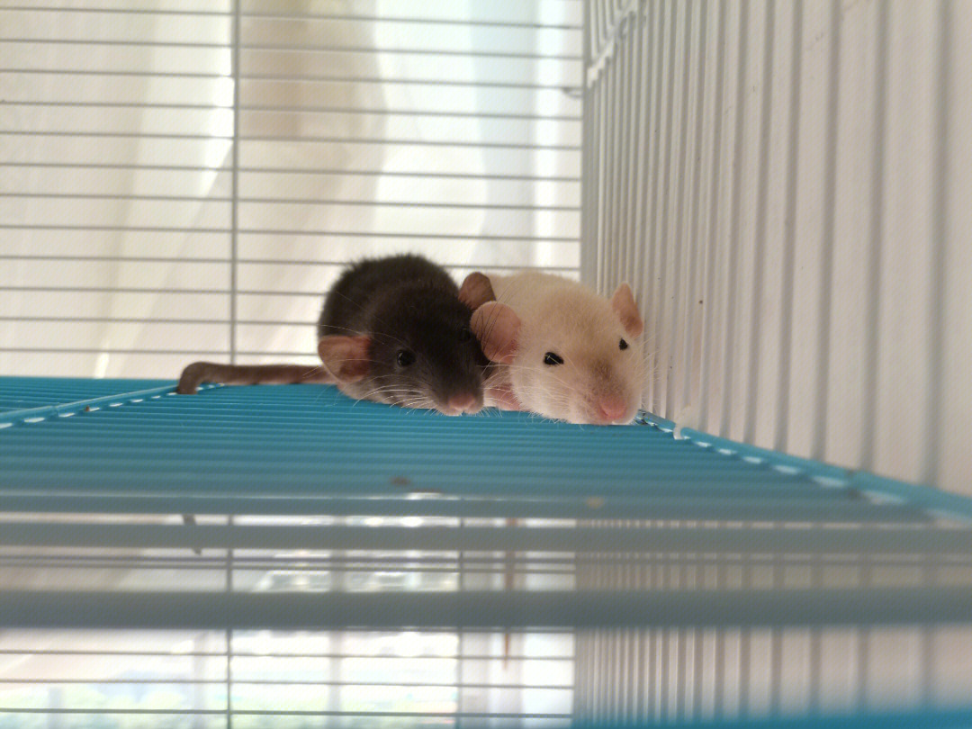 两个可爱的小老鼠