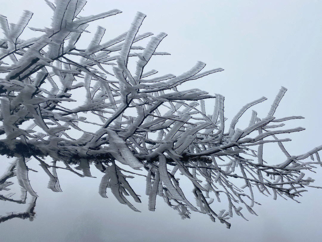 重庆武隆仙女山下雪啦