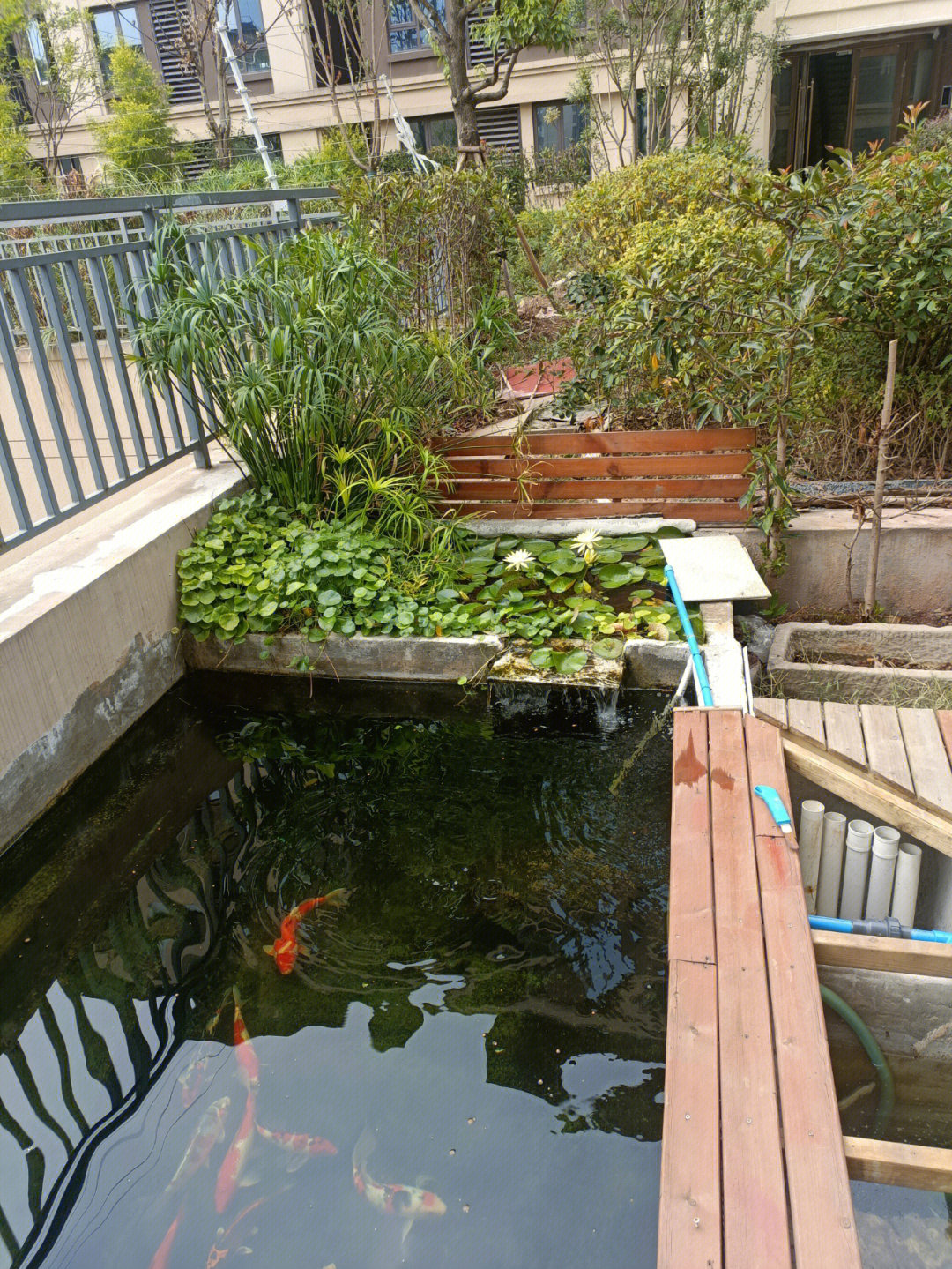 6平米小型锦鲤池图片