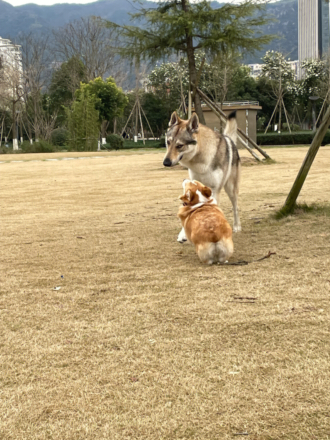 秋和柯基艺术图片