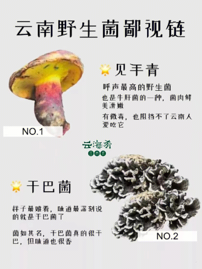 食用菌大全名字和图片图片