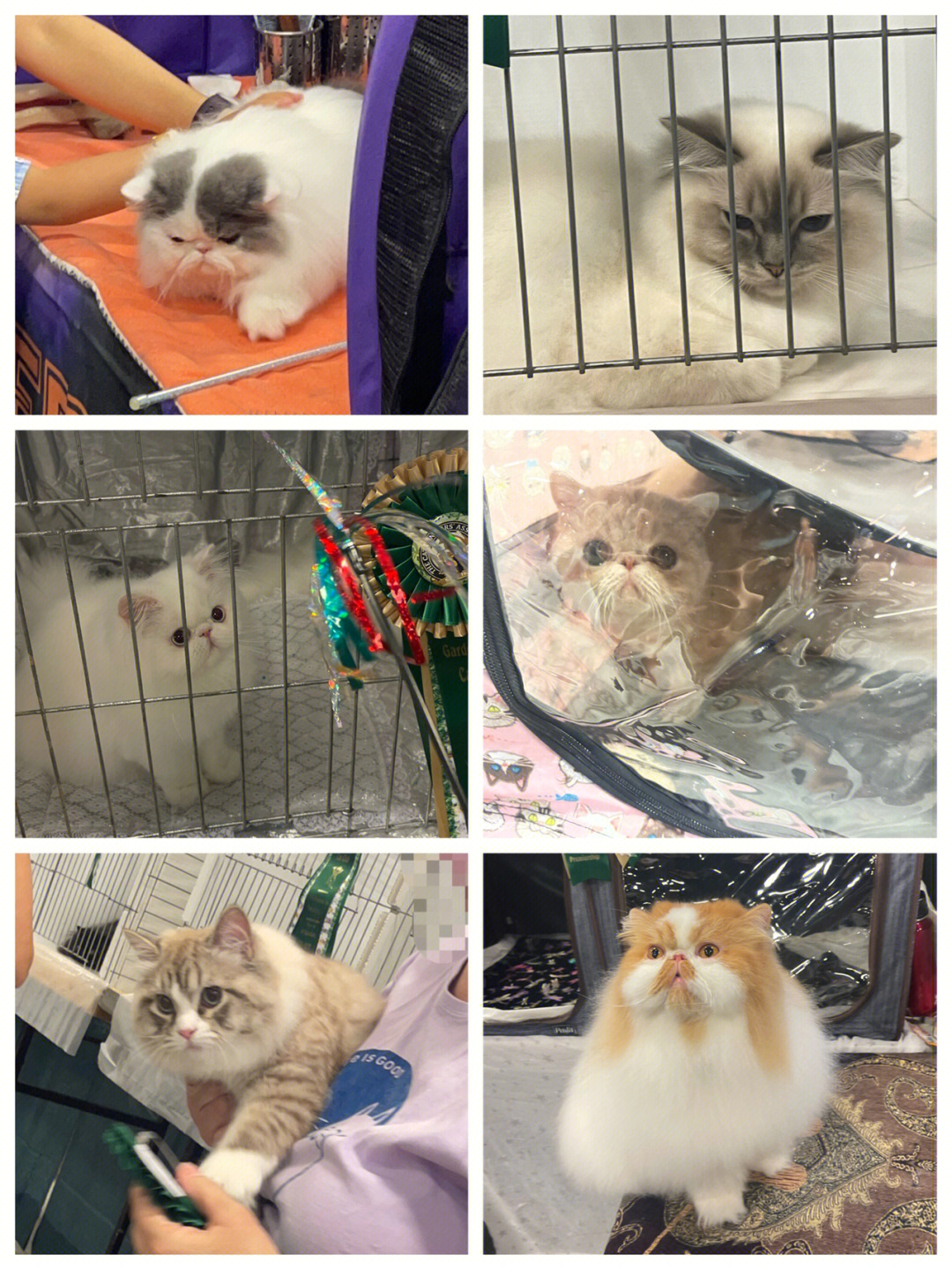 展小猫生病记图片