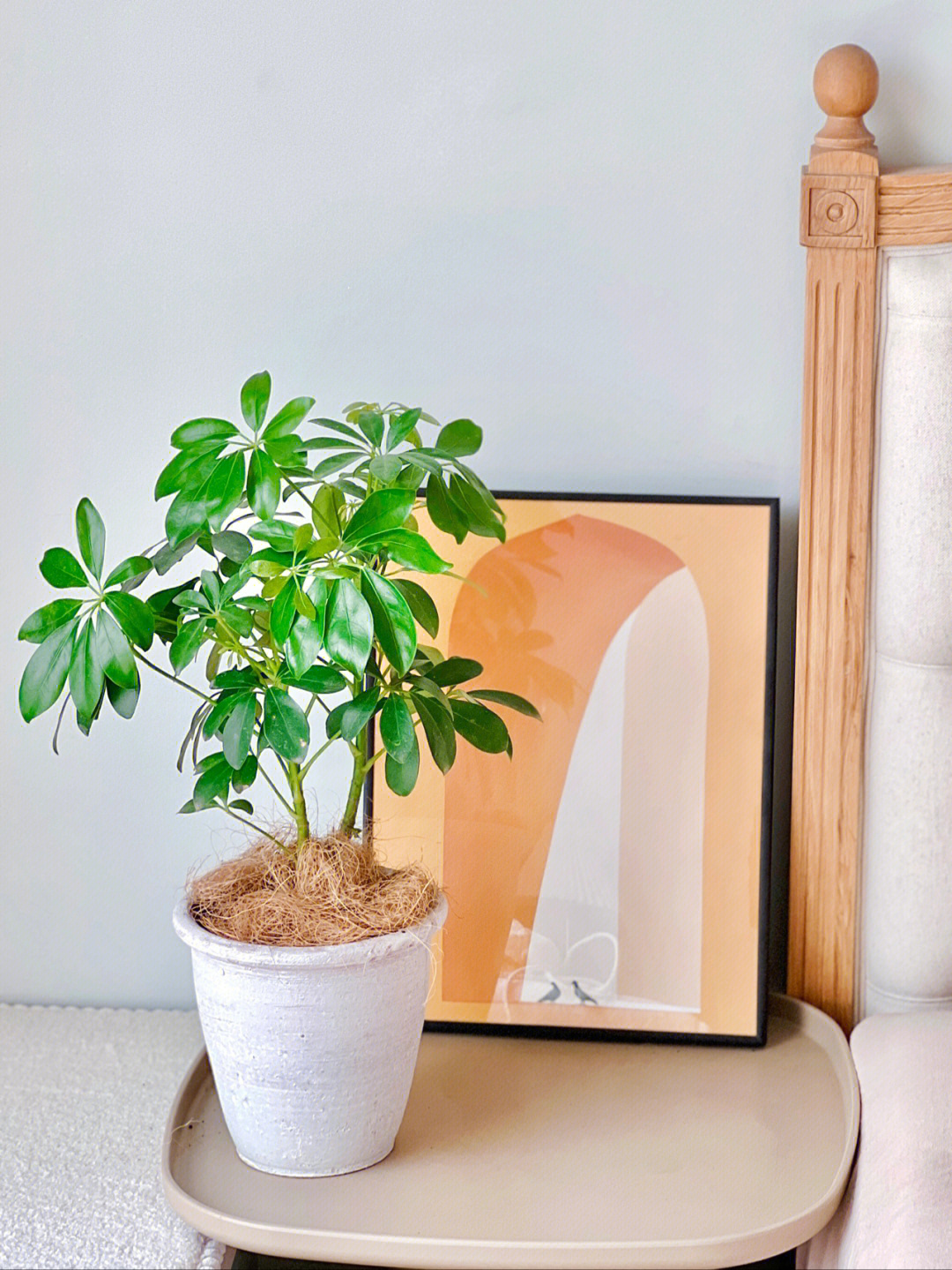 鸭脚木,又称伞树,鹅掌柴花语是自然,和谐,室内新手超友好植物