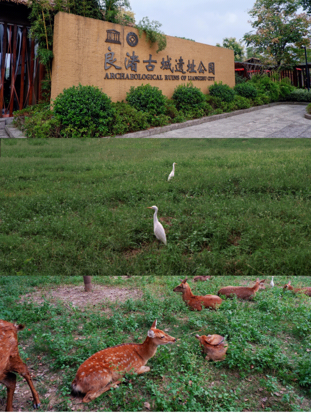 杭州鹿苑图片