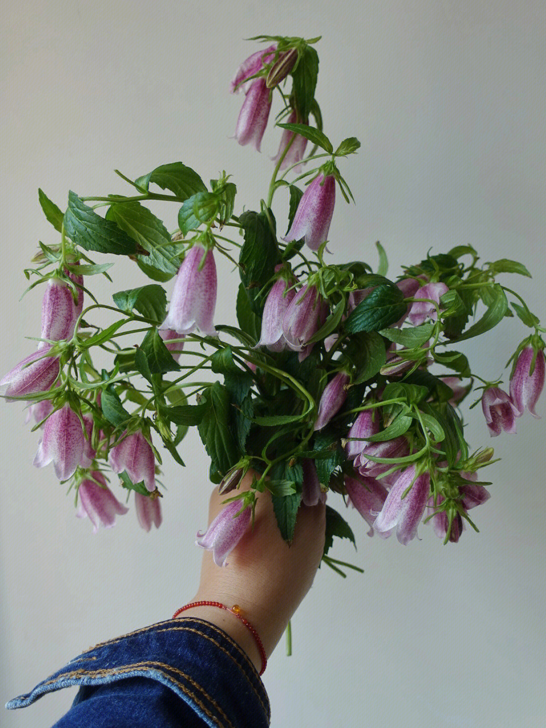 阳台花园今日份切花自由紫斑风铃草