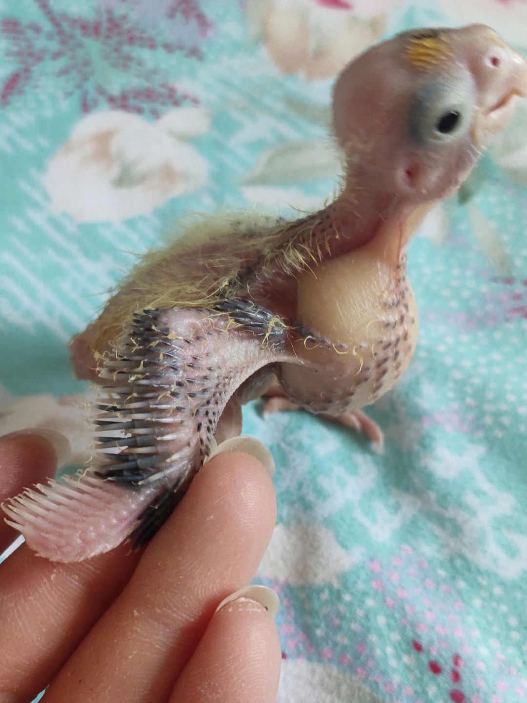 玄凤鹦鹉孵化过程图图片