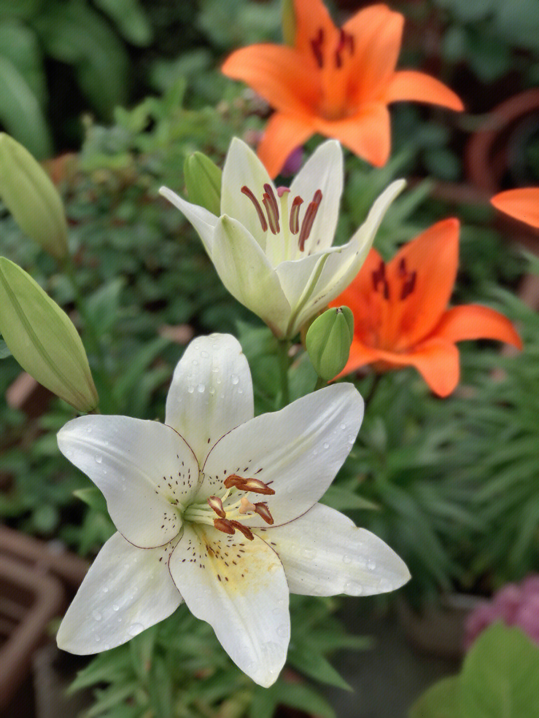 值得守候花开满园百合花的春天最靓