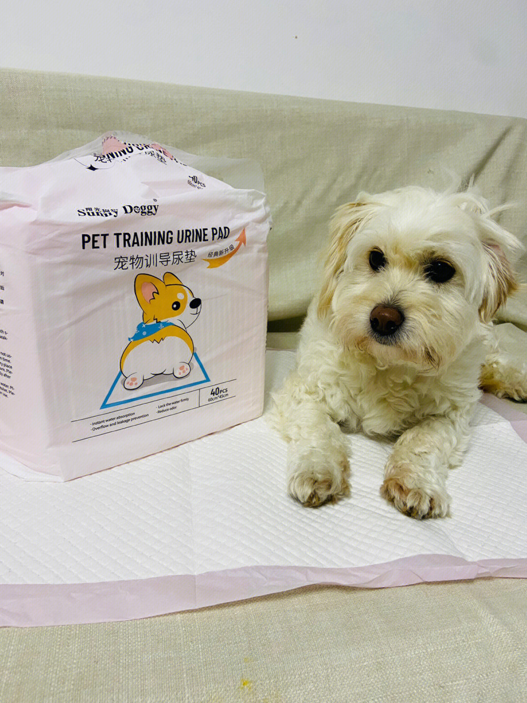 狗狗尿垫的正确垫法图片