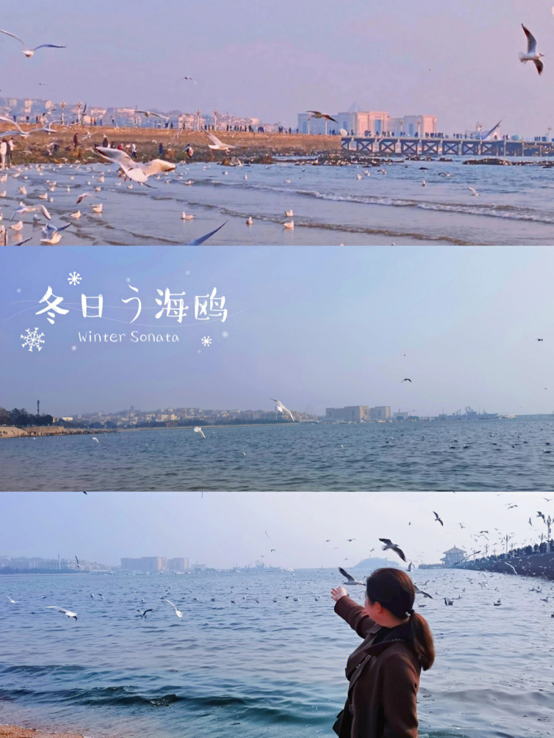 赴一场冬天的约会来海边喂海鸥吧