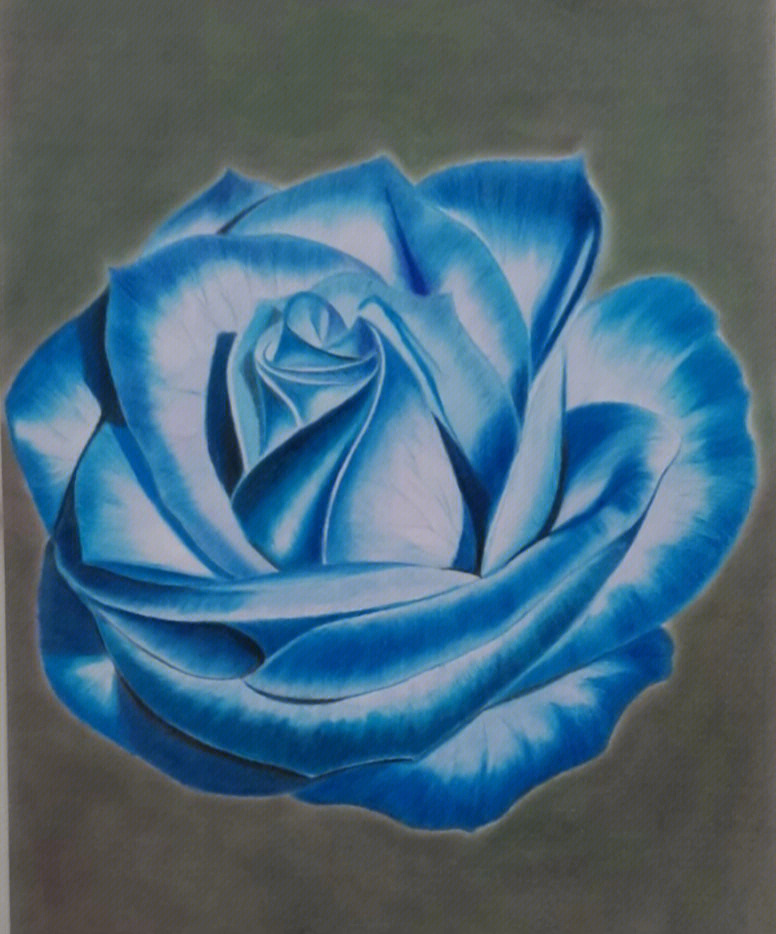 蓝玫瑰彩铅画步骤图图片