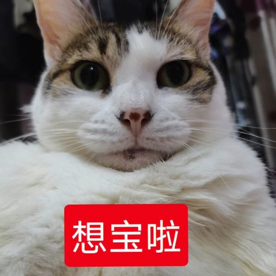 猫猫表情包