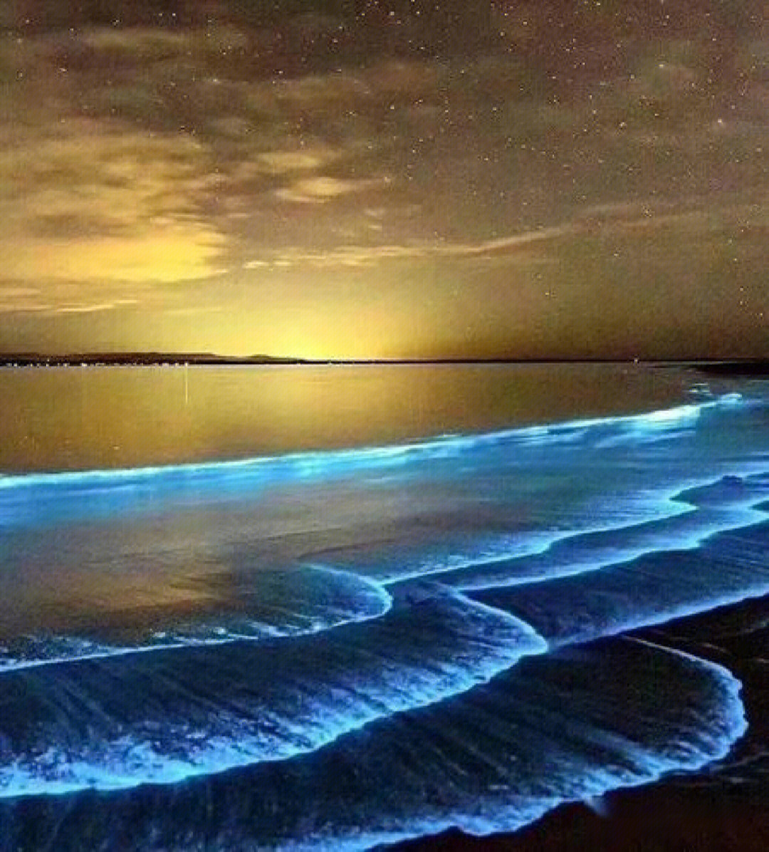 荧光水母 海滩图片