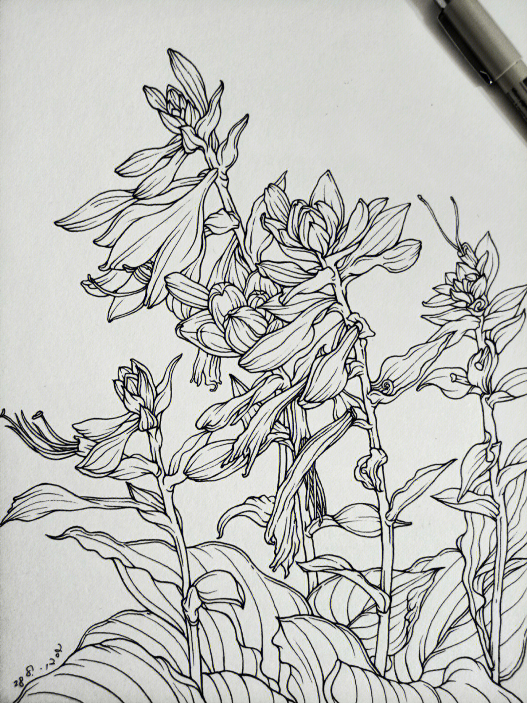 玉簪花手绘图图片