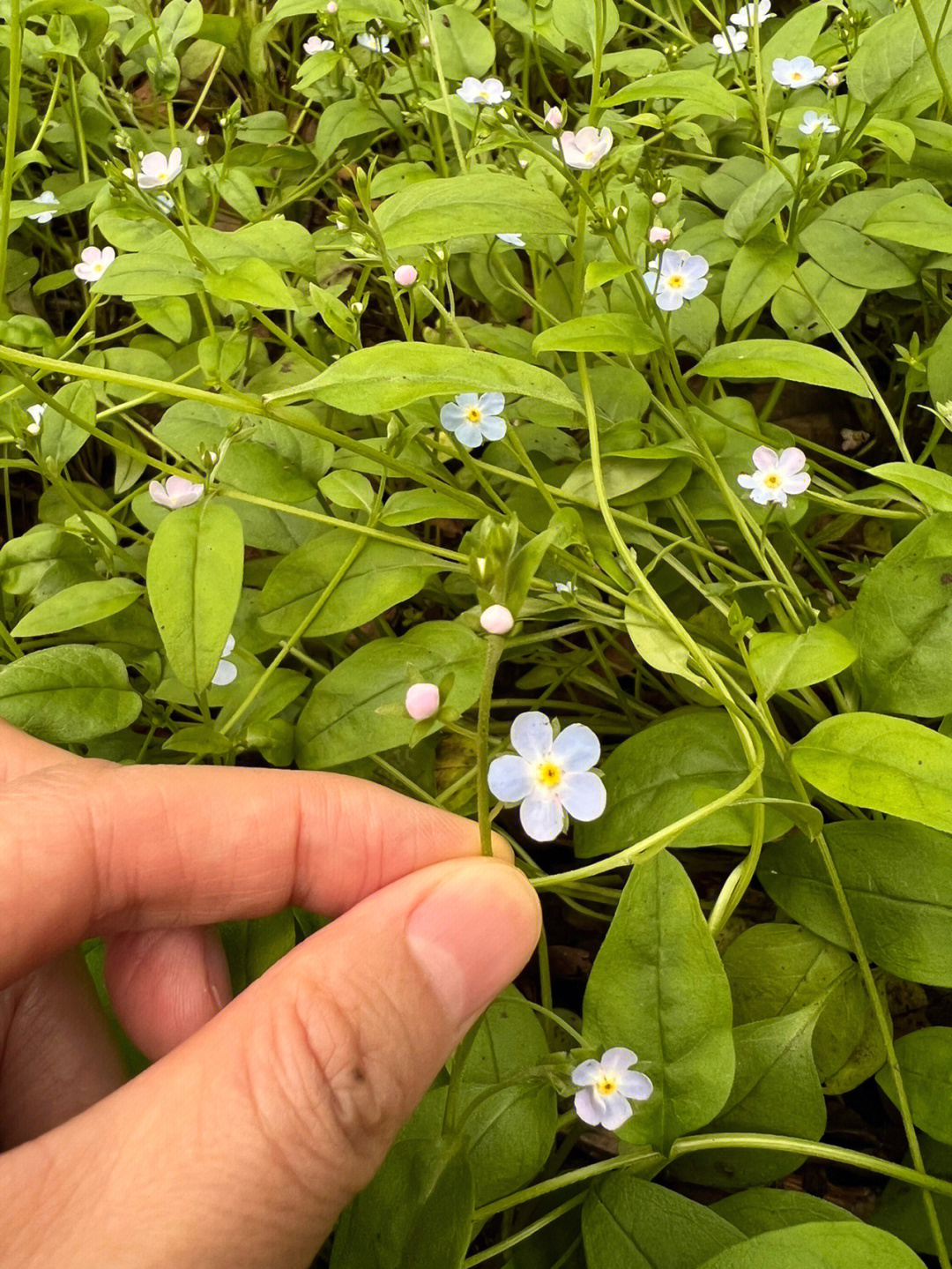 地菜的花语图片