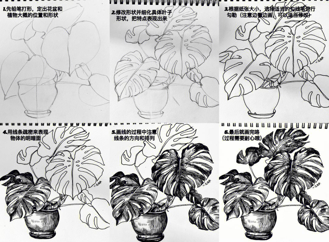 简单植物写生盆栽图片