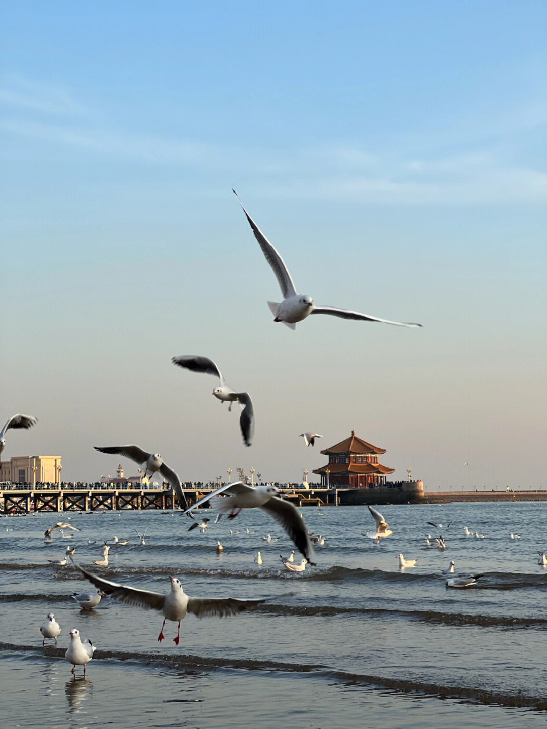 青岛栈桥海鸥图片高清图片