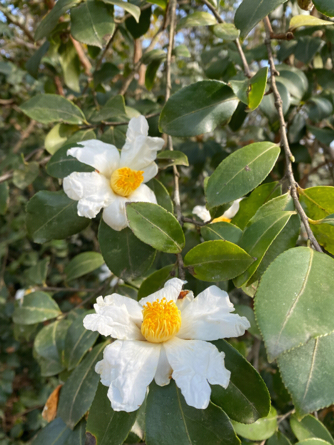 油茶花结构图图片