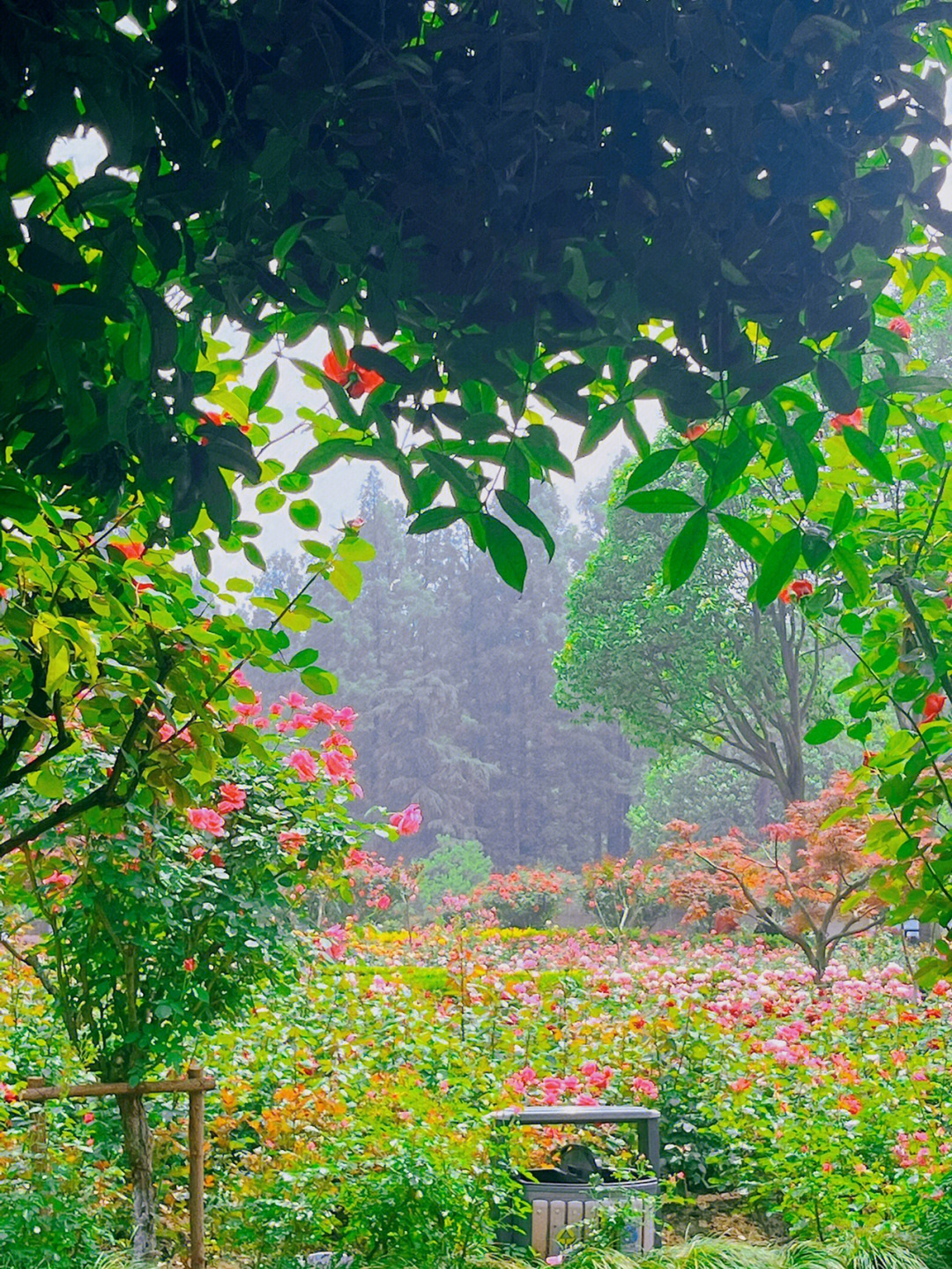 四季花图片大全图片