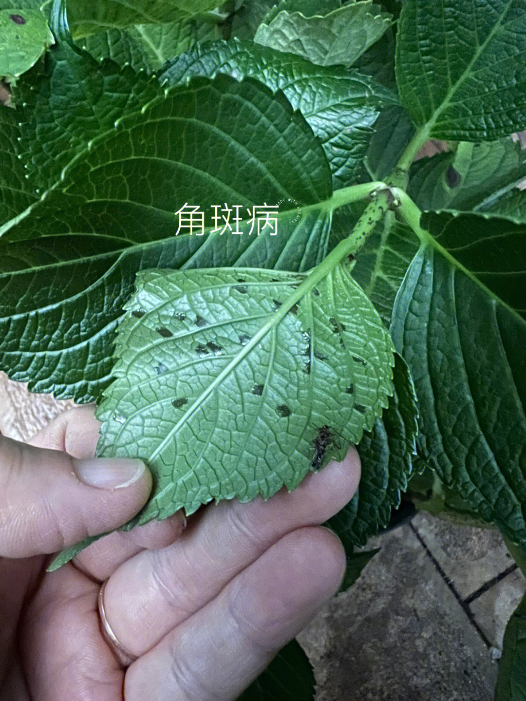 绣球花角斑病图片