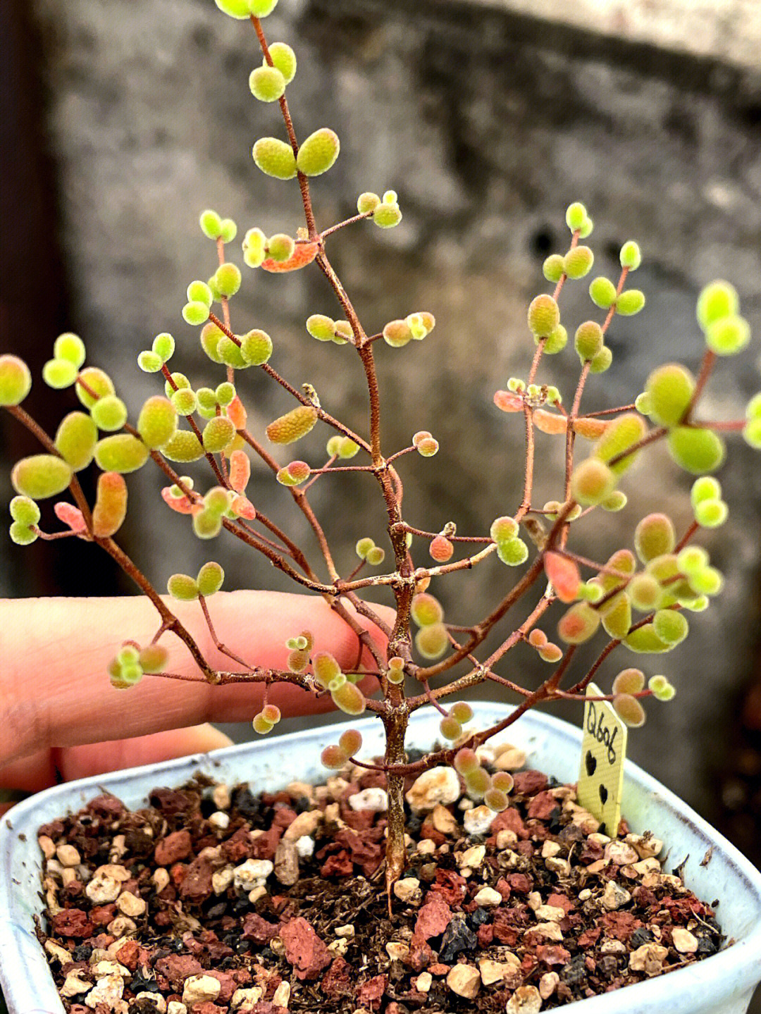 枝干番杏花语图片