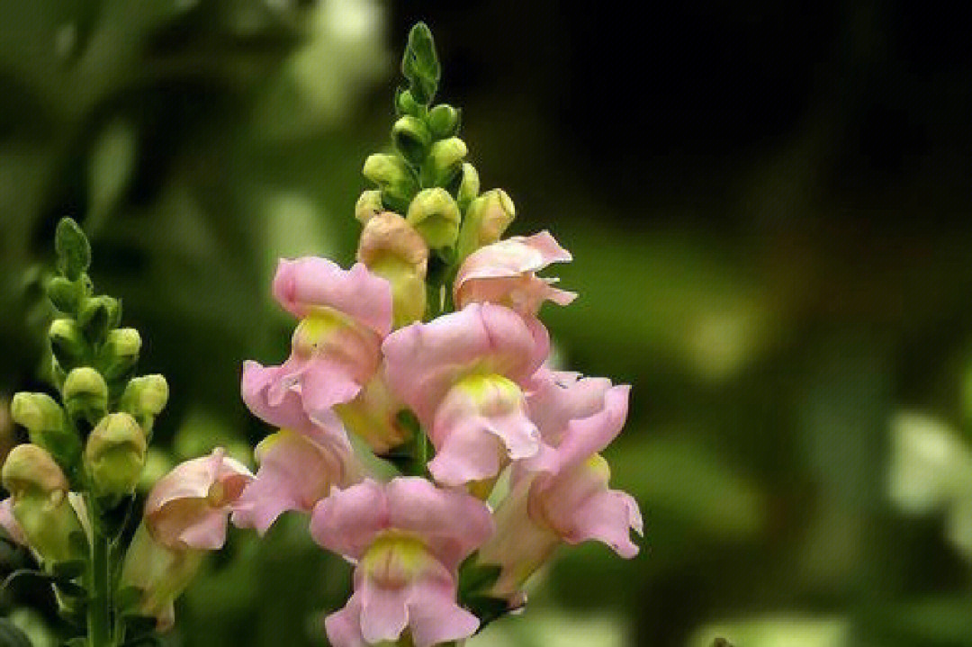 花材日记113金鱼草