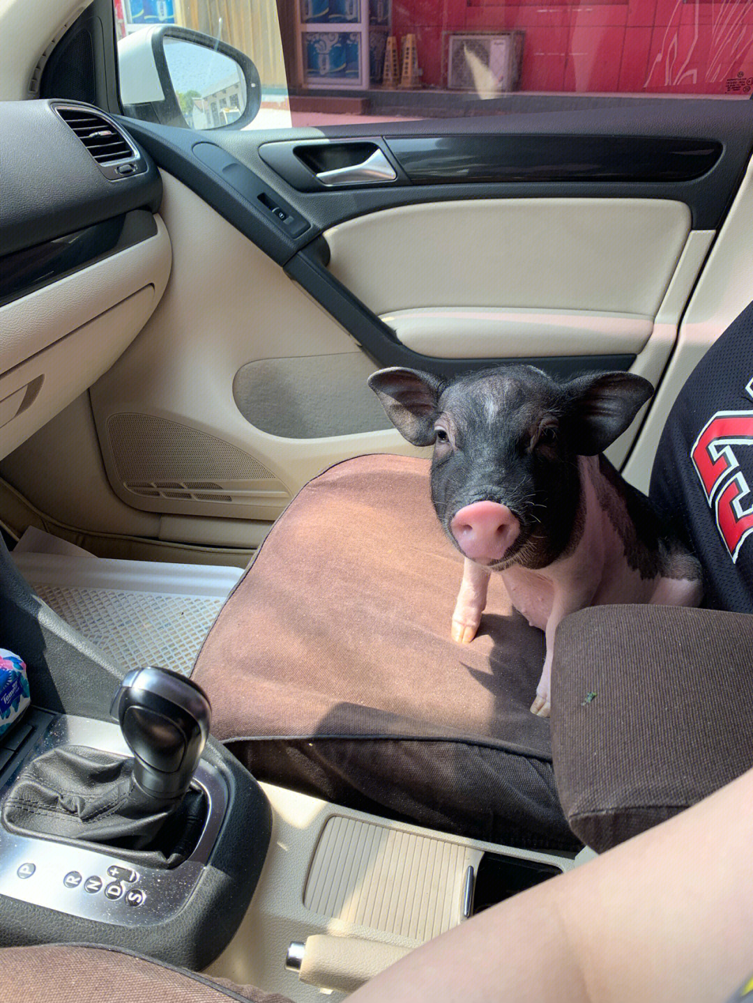 一头猪在车上的照片图片
