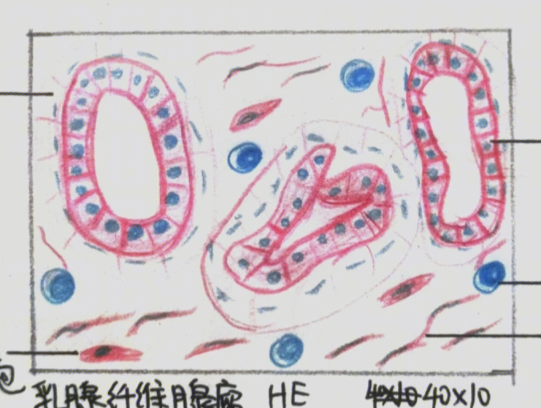 成纤维细胞手绘红蓝图图片