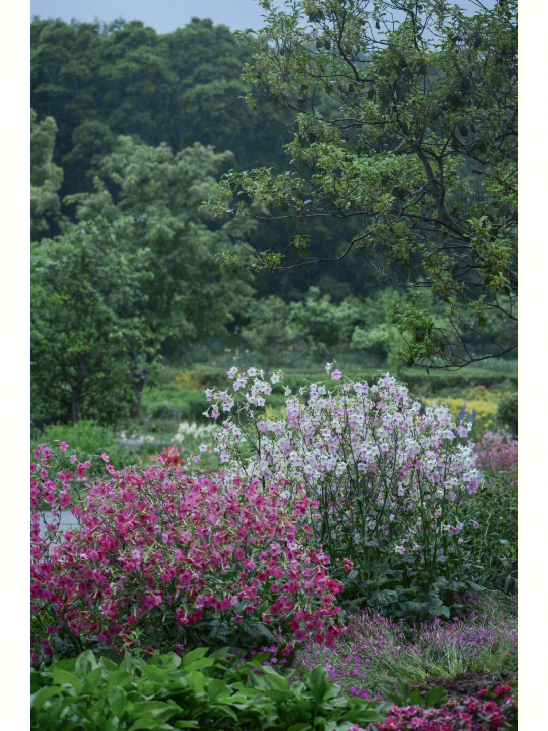 花烟草