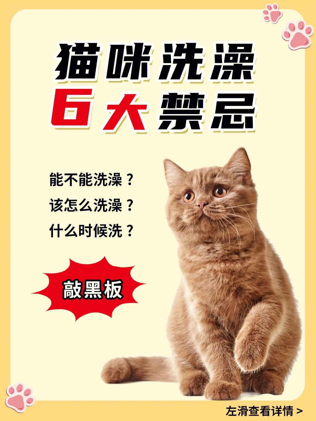 猫图片挂墙上有禁忌吗图片