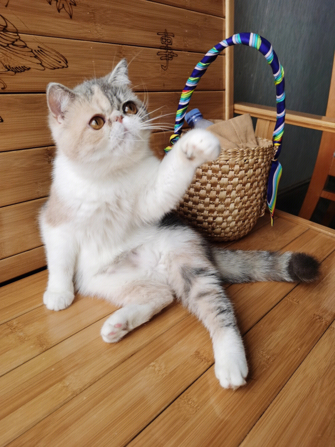 三花加菲猫最贵颜色图片