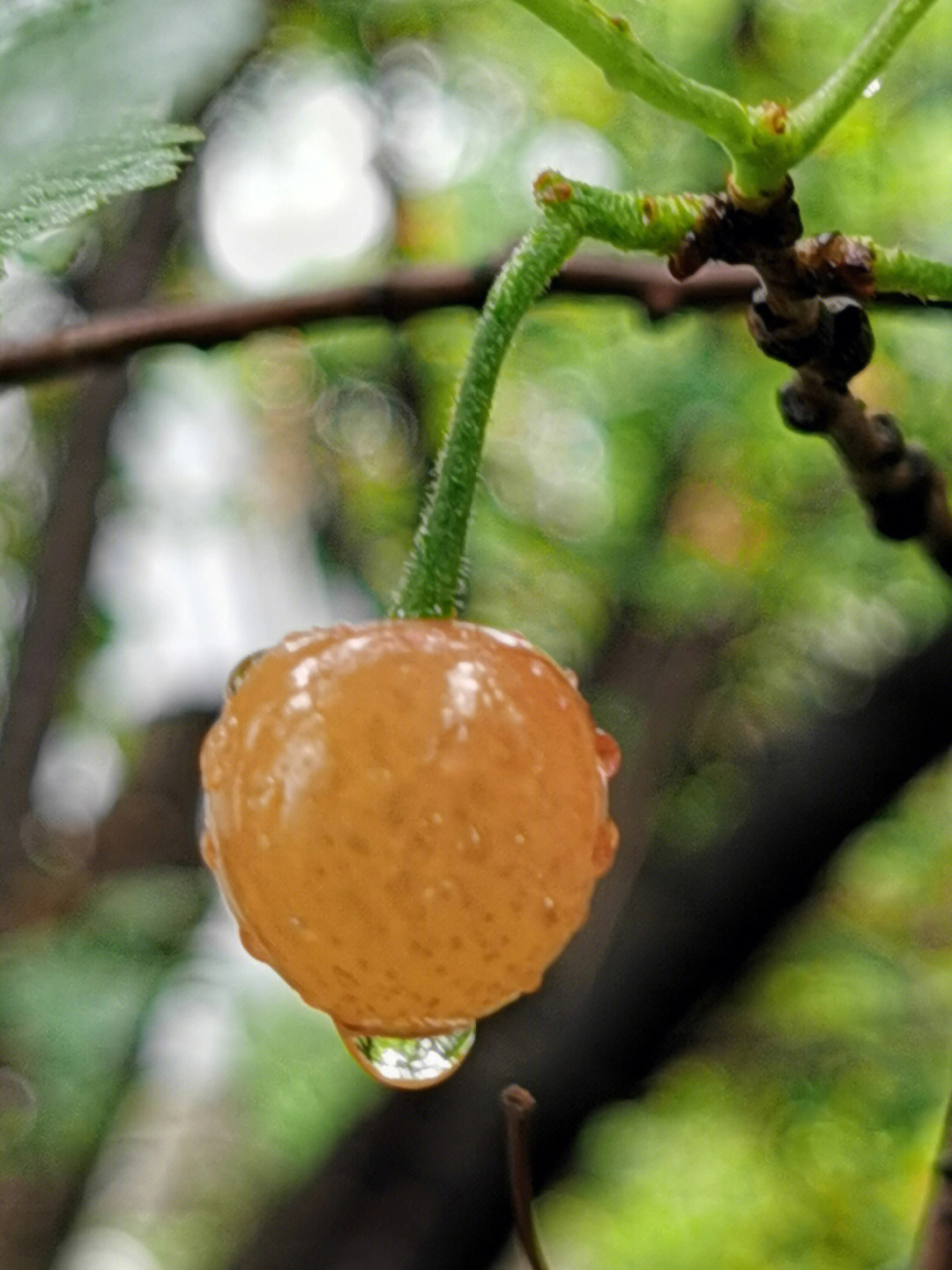 水灵灵的樱桃