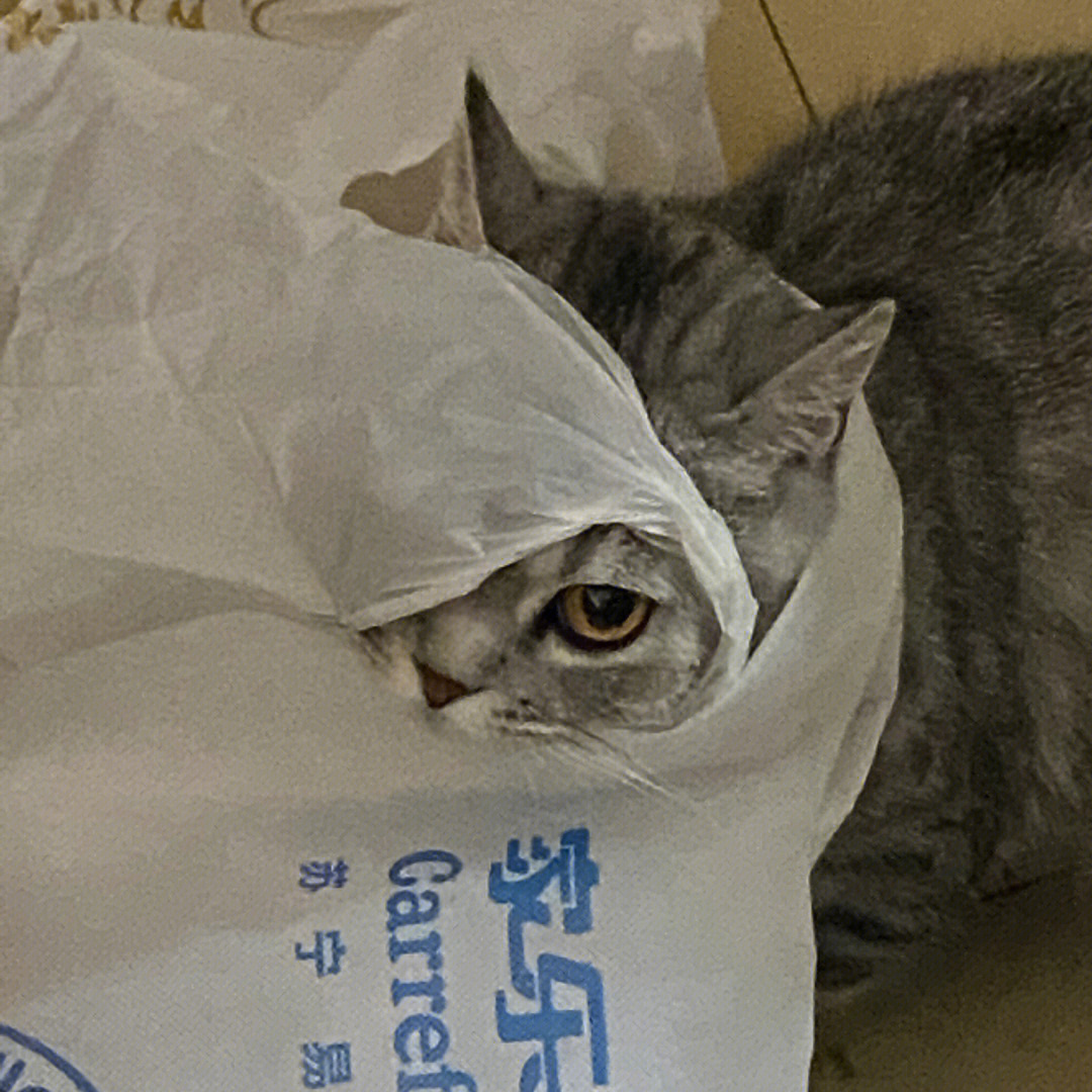 猫咪迷惑行为想当蒙面喵将超爱塑料袋