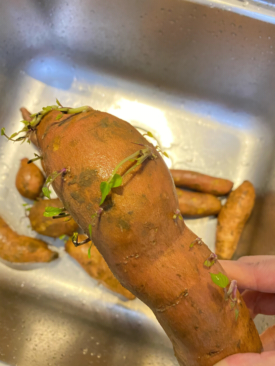 红薯发芽了
