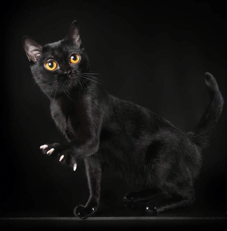 猫皮肤黑色斑块图片