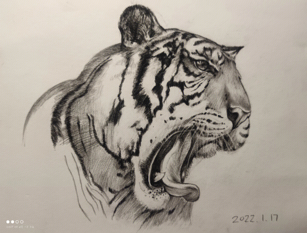 老虎的画法 速写图片