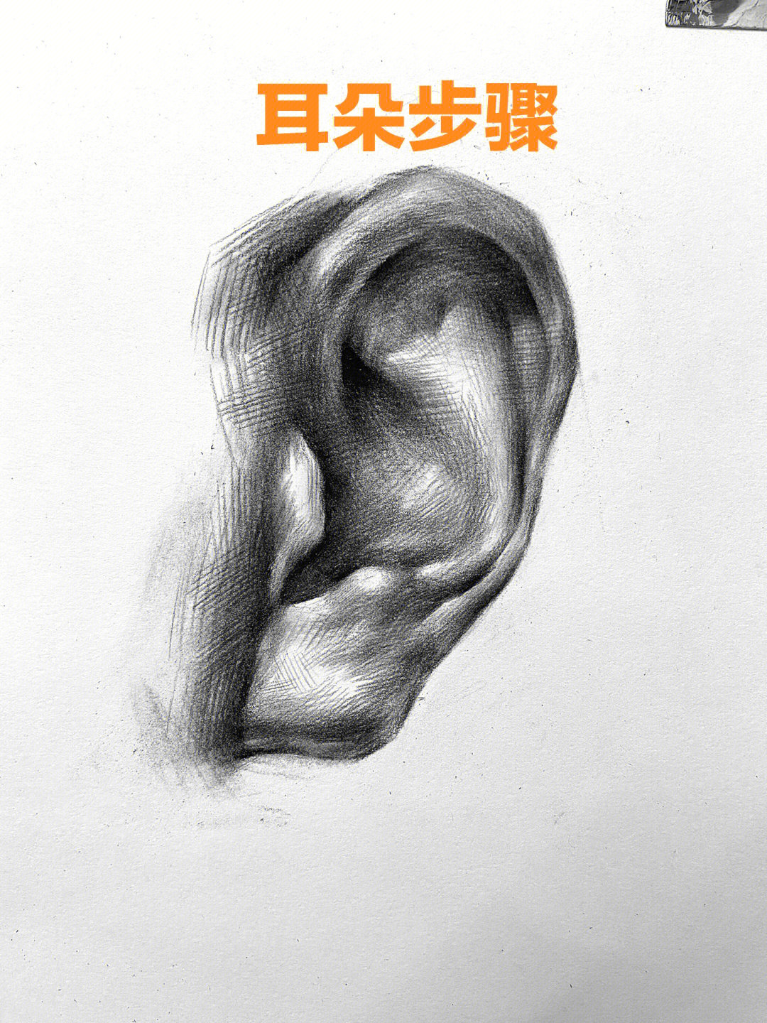 耳朵结构素描解析图片