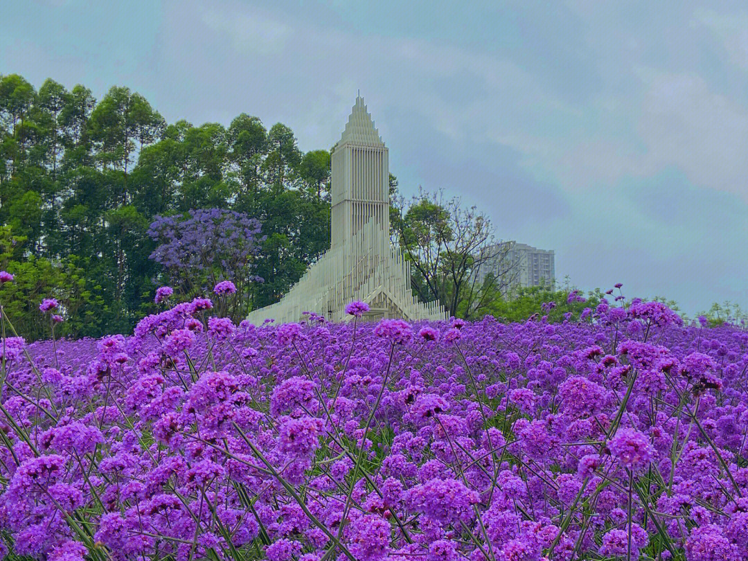 贤鲁岛花海图片