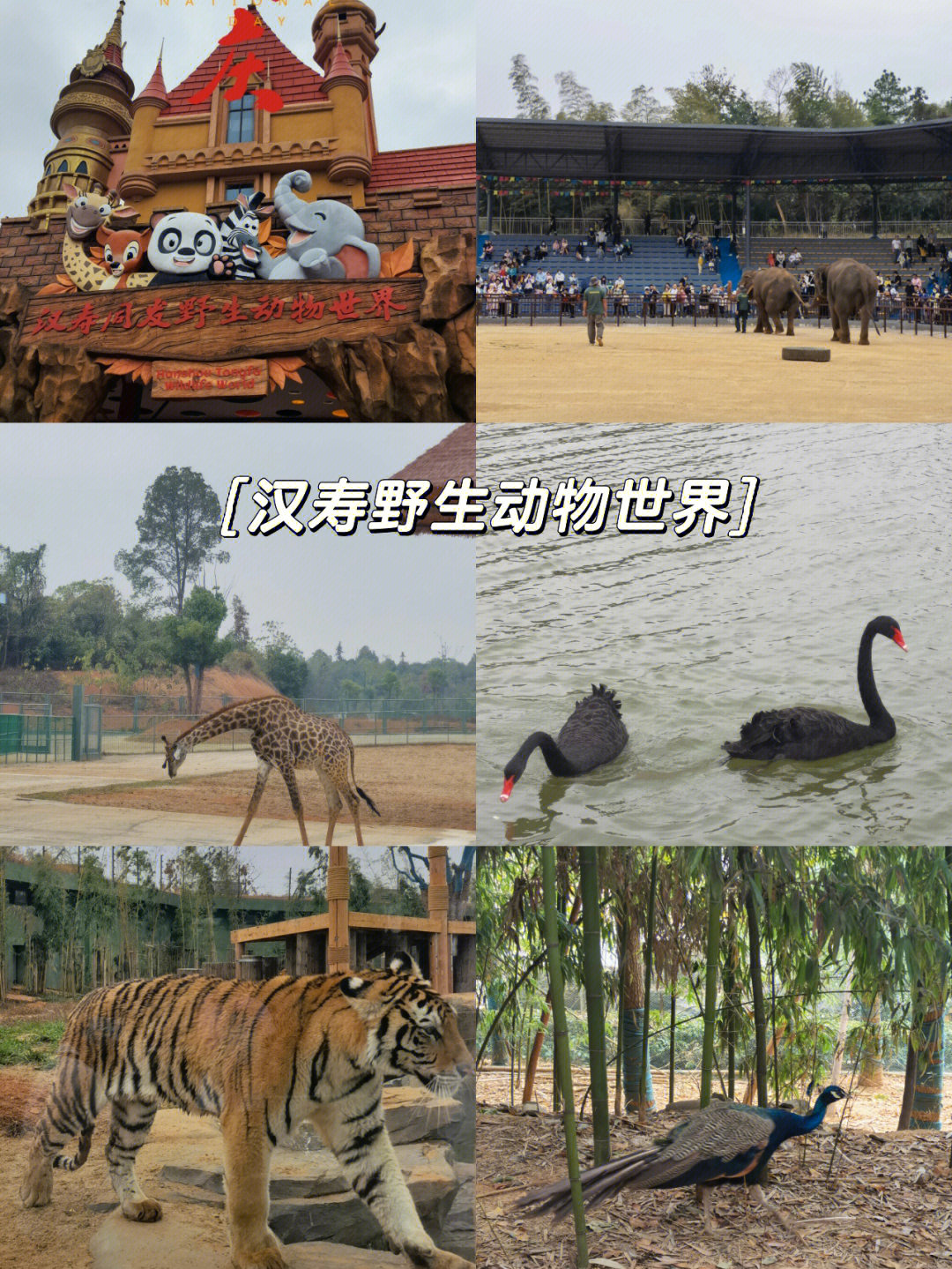 汉寿为何建最大动物园图片