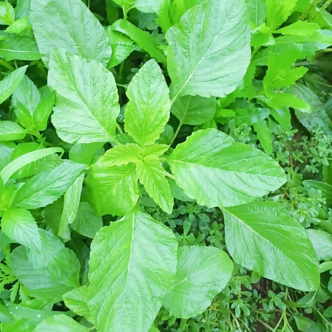 新鲜革命菜,过去七八十年代都是拿来喂猪,吃这菜好费辣椒面