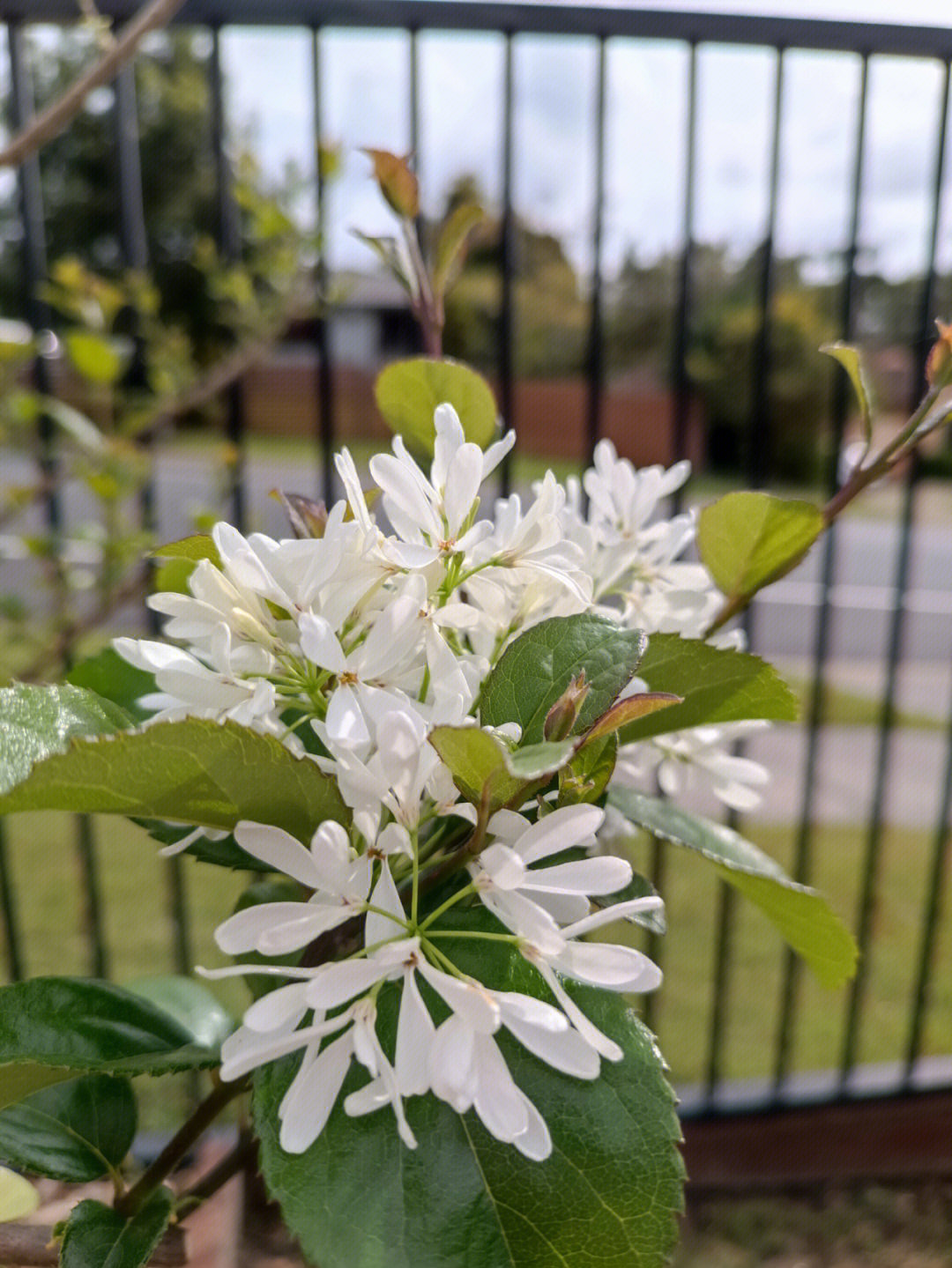 流苏树第一次开花