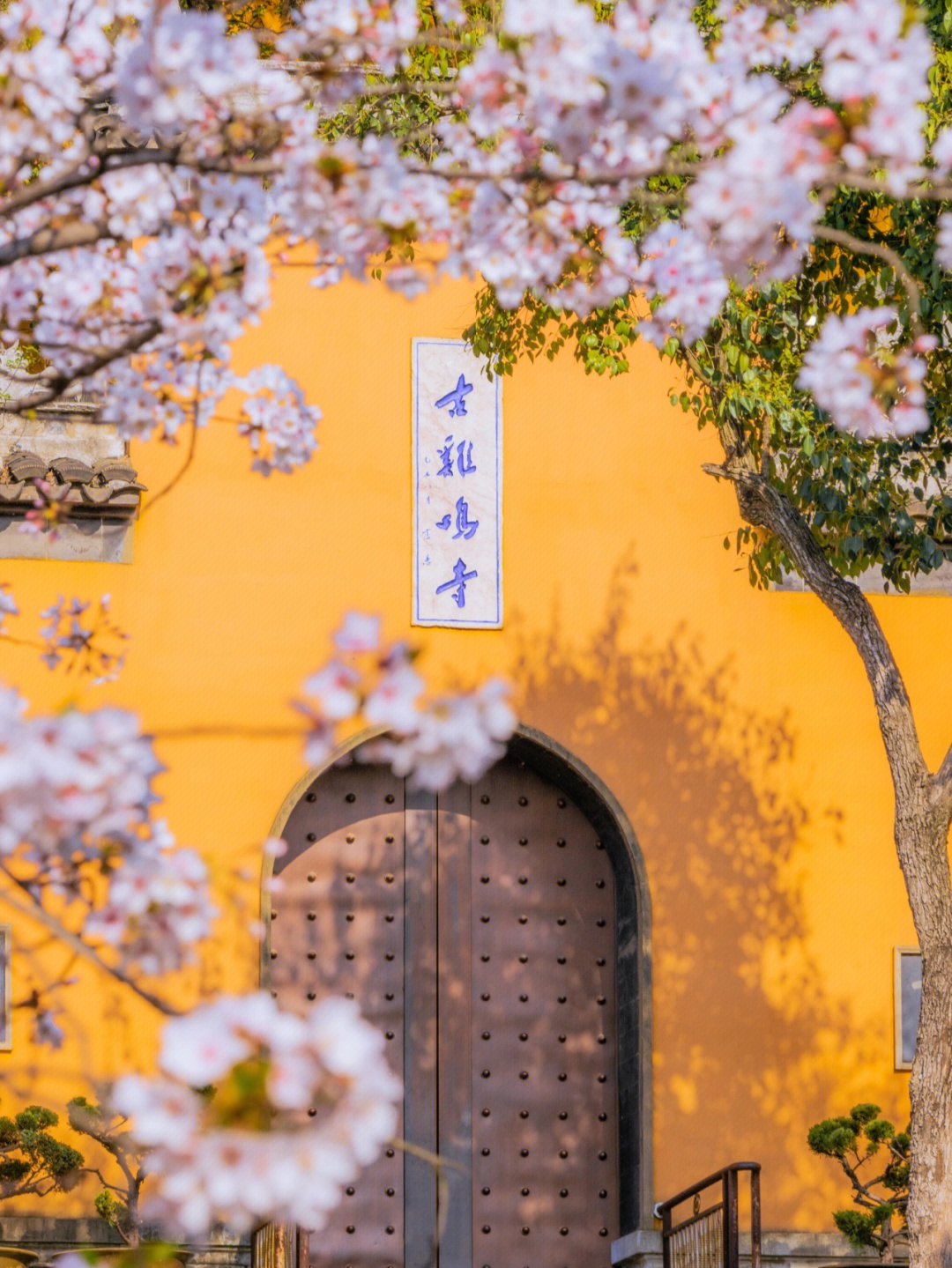 鸡鸣寺路樱花图片