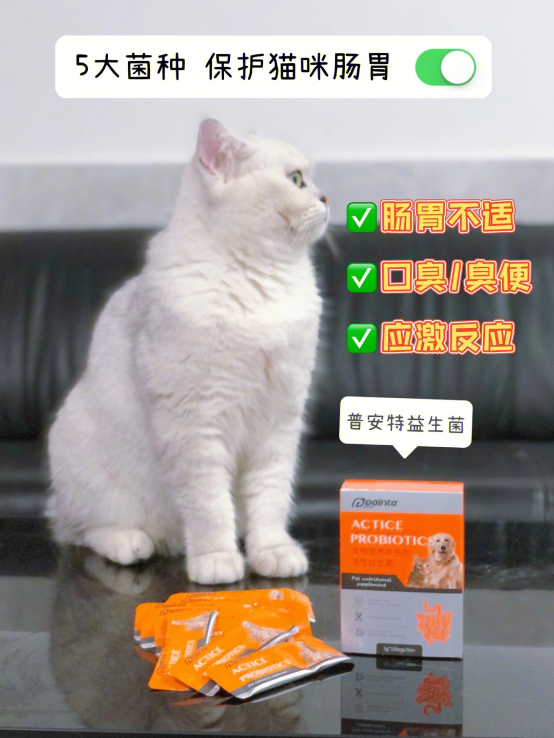 和软便臭便说拜拜家中常备的猫咪益生菌