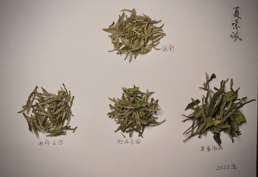白茶十大品种图片