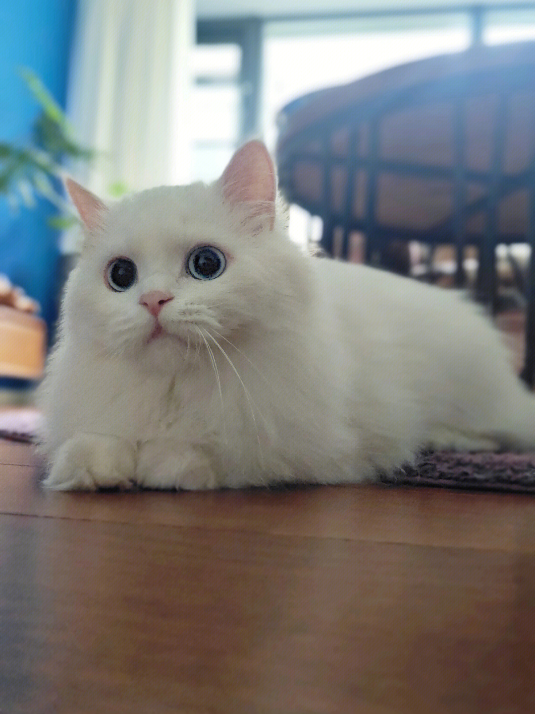 纯白布偶猫不值钱图片