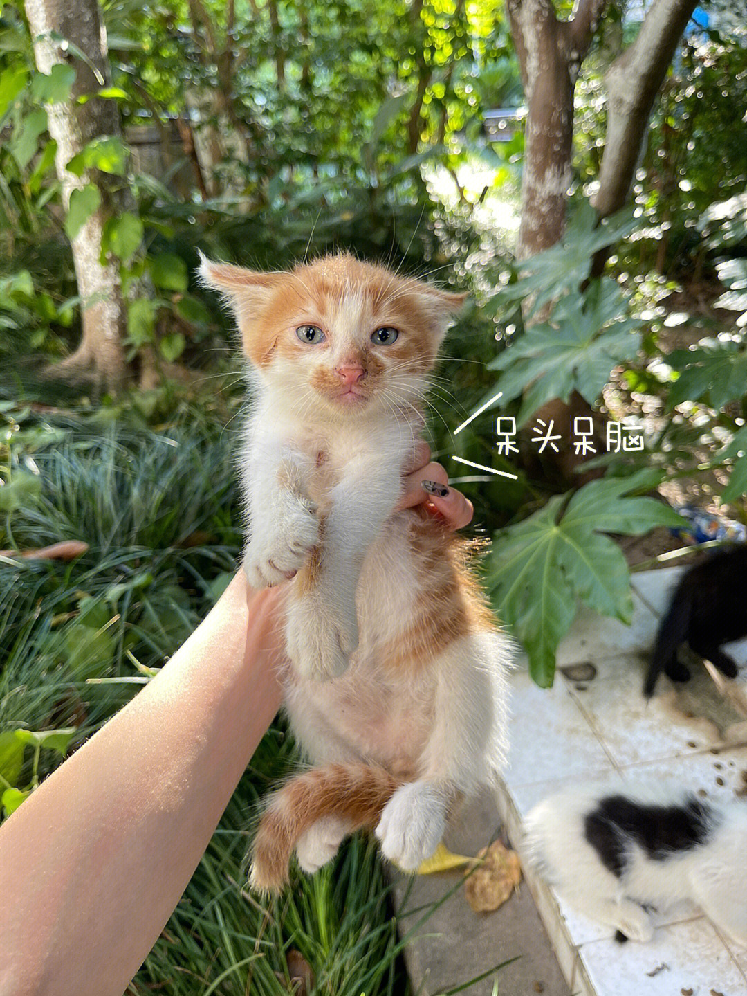 七只小奶猫两只橘白 两只黑白 两只全黑 还有一只三花 每只都非常可爱