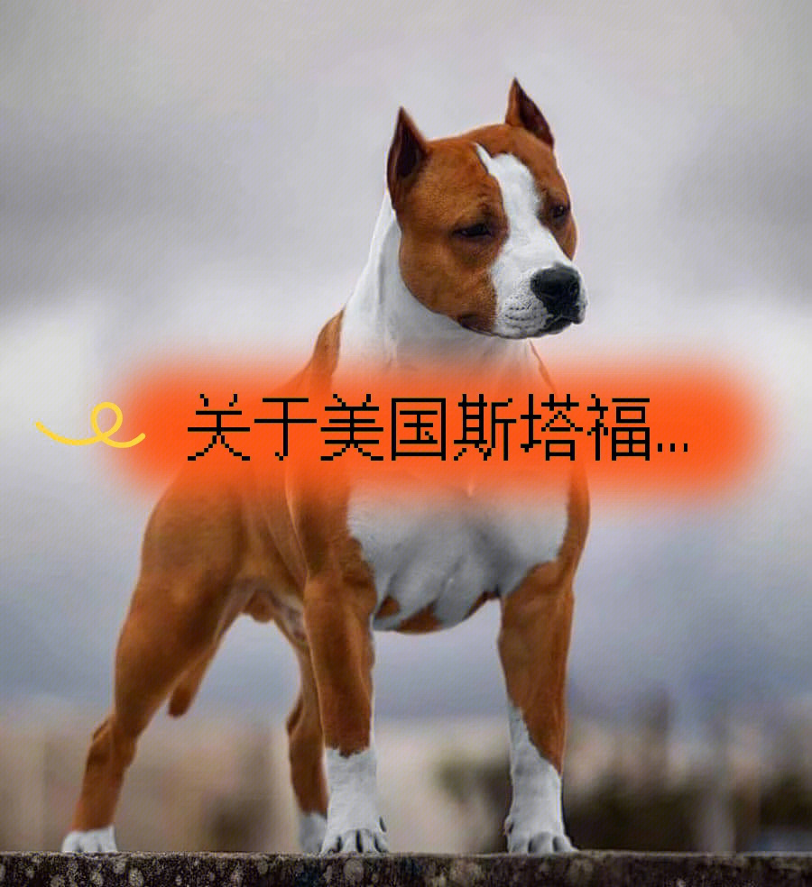 关于美国斯塔福犬