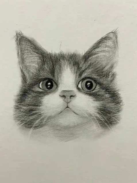 大鹏教育干货用素描画一只可爱猫咪