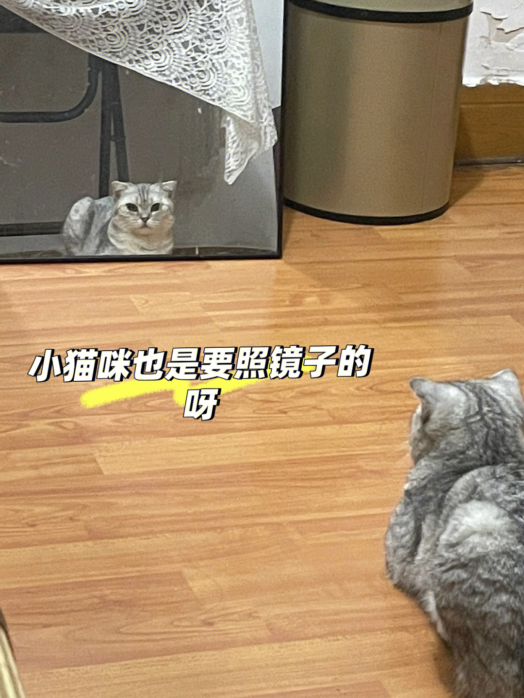 小猫照镜子和老鼠对话图片