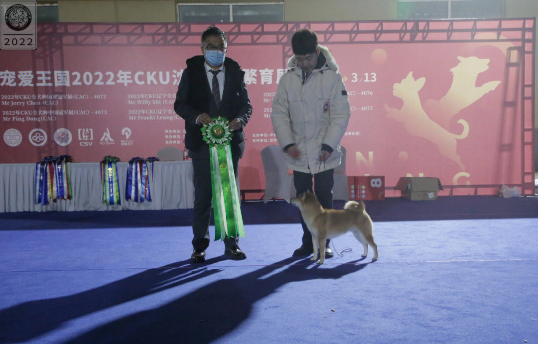 柴犬苏魄汪生第一朵花花